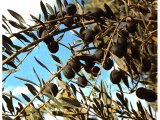 Black olives growing on an olive tree. Olives are an important source of food and oil.